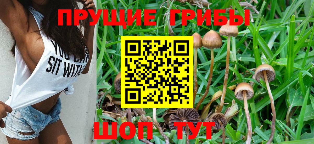Галлюциногенные грибы Psilocybine cubensis Азнакаево